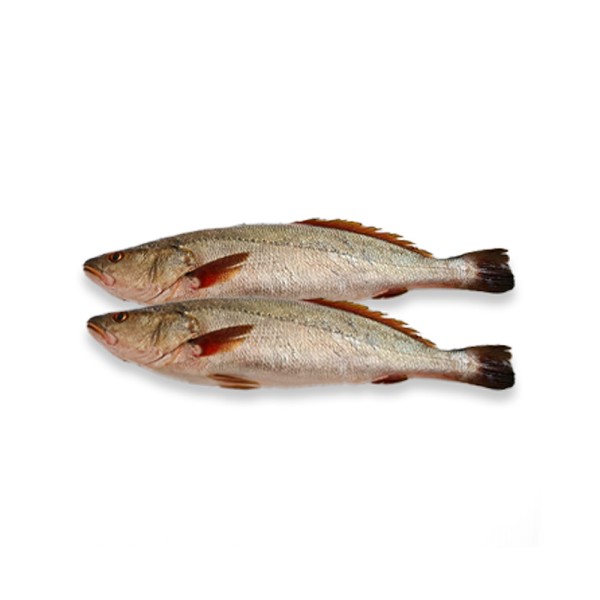 FISH OMBRINE/MISKAR