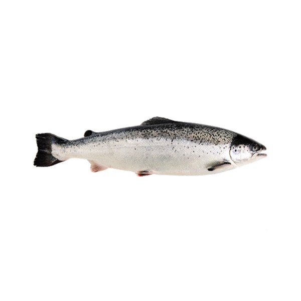 FISH WHOLE SALMON3/4